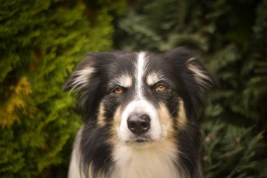 Yapraklı çoban köpeğinin sonbahar portresi. Yaprakların arasında çok tatlı. Çok güzel bir yüzü var..