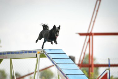 Köpek köpek gezintisinde çeviklik parkında koşuyor. Rekabet için yeni şeyler öğretiyor..