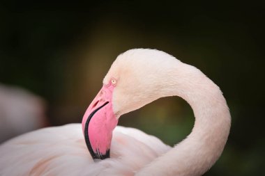 Hayvanat bahçesindeki Flamingo 'nun başı. İnanılmaz hayvanların pembe kafası..