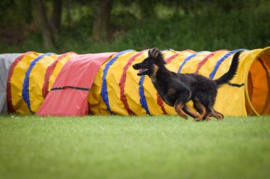 Köpek antrenman yapıyor. Dışarıda, çimlerin üzerinde oynuyorlar. O çok çılgın bir köpek..