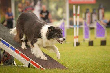 Köpek çeviklik testere ile koşuyor. Çeviklik konusunda inanılmaz bir köpek..