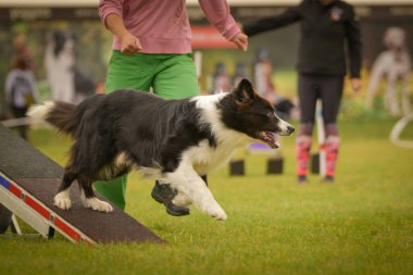 Köpek çeviklik testere ile koşuyor. Çeviklik konusunda inanılmaz bir köpek..