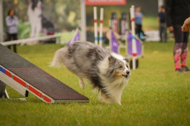 Köpek çeviklik testere ile koşuyor. Çeviklik konusunda inanılmaz bir köpek..