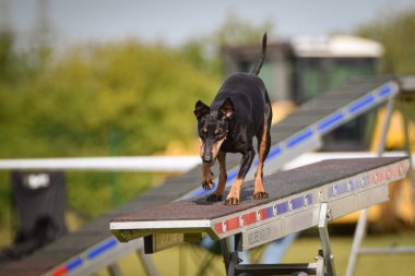 Köpek çeviklik testere ile koşuyor. Çeviklik konusunda inanılmaz bir köpek..