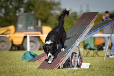 Köpek çeviklik testere ile koşuyor. Çeviklik konusunda inanılmaz bir köpek..