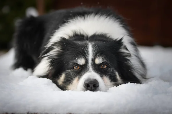 ボーダーコリーは雪の中に横たわっています 雪の中の冬の楽しみ — ストック写真