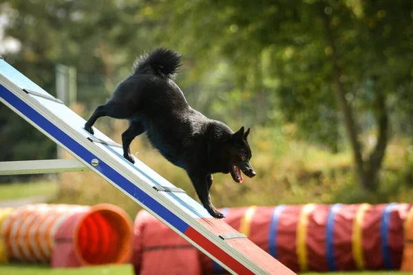 Hond Loopt Het Behendigheidspark Tijdens Het Hondenwandelen Doceert Iets Nieuws — Stockfoto