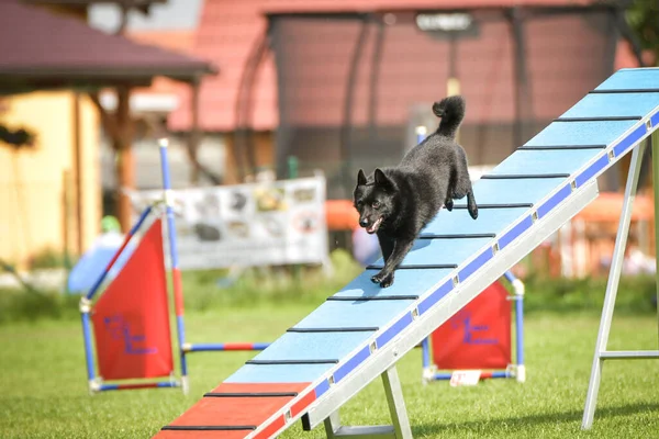 Hund Läuft Agility Park Auf Hundeausflug Sie Lehrt Neues Für — Stockfoto