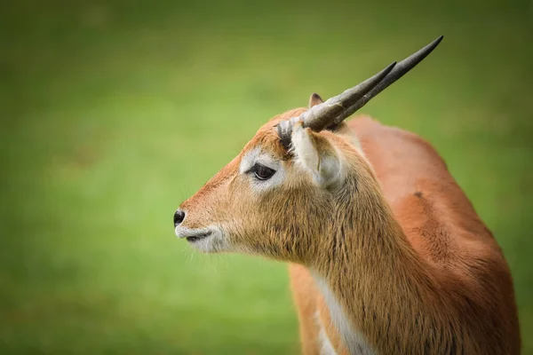 Antelope Sta Correndo Nell Erba Nello Zoo Vicino Alla Recinzione — Foto Stock