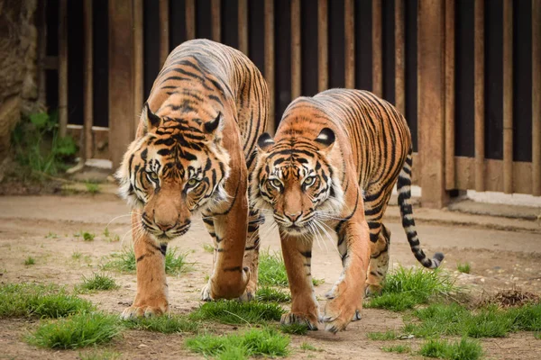 Asian Tigers Going Zoo Habitat Waiting Animal Caretaker — Stock Photo, Image