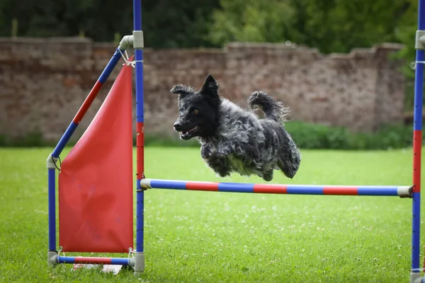 Dog is jumping over the hurdles. Amazing day on agility competition