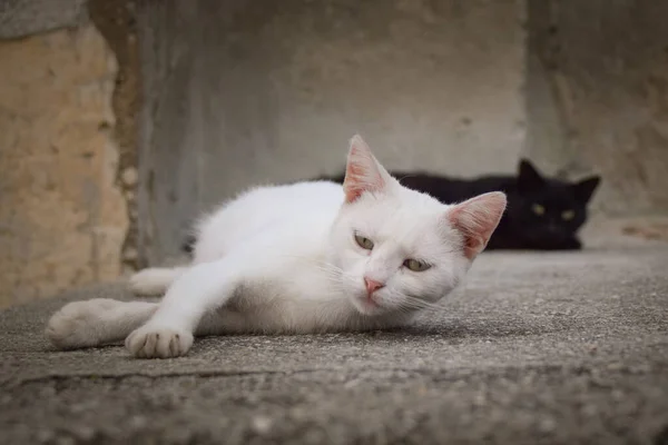 クロアチアの街の猫 観光客はそれをペットにできます 野良猫 — ストック写真