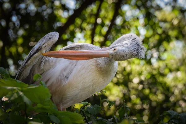 Zoos Portrait Pelican Who Tree Amazing Animal Looking Good —  Fotos de Stock