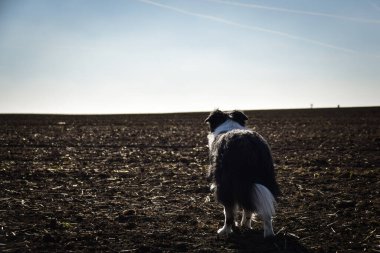 Sınır çobanı sahada. O çok çılgın bir köpek..