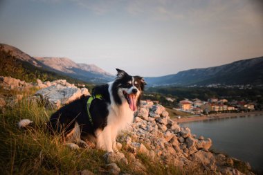 Hırvat topraklarında taşların üzerinde oturan bir köpek. Denizin üstünde duran bir köpek. Güzel manzara