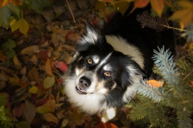 Yapraklı çoban köpeğinin sonbahar portresi. Yaprakların arasında çok tatlı. Çok güzel bir yüzü var..