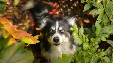 Yapraklı çoban köpeğinin sonbahar portresi. Yaprakların arasında çok tatlı. Çok güzel bir yüzü var..