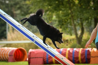 Köpek köpek gezintisinde çeviklik parkında koşuyor. Rekabet için yeni şeyler öğretiyor..