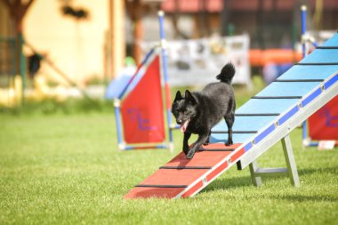 Köpek köpek gezintisinde çeviklik parkında koşuyor. Rekabet için yeni şeyler öğretiyor..
