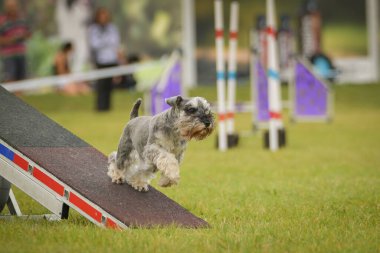 Köpek çeviklik testere ile koşuyor. Çeviklik konusunda inanılmaz bir köpek..