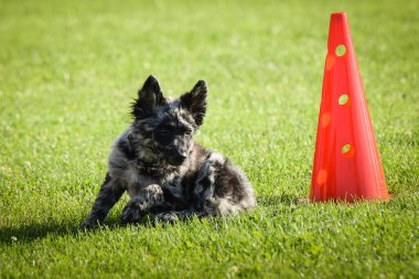 Dog is teaching new things on training. playing outside in the grass. He is so crazy dog on trip.