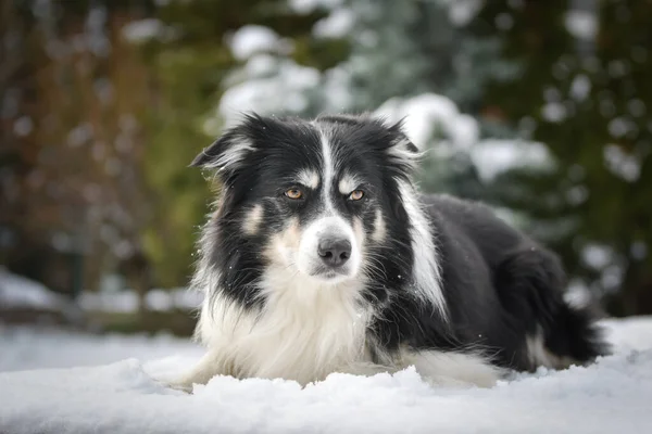 边境牧羊犬躺在雪地里 在雪地里过冬 — 图库照片