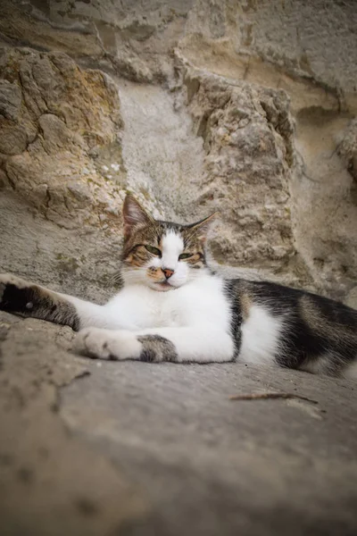 Macska Horvátországi Városban Fekszik Turisták Megsimogathatják Egy Kóbor Macska — Stock Fotó