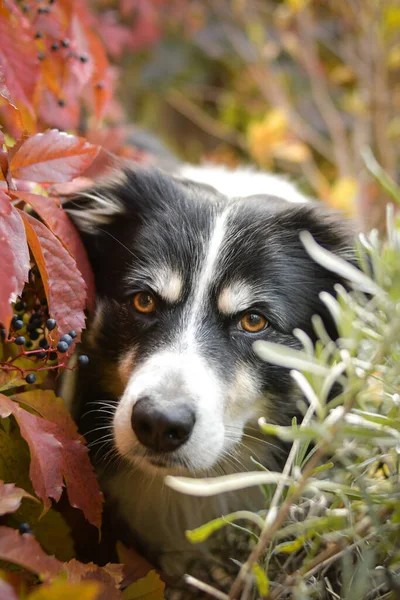 Autumn Portrait Border Collie Leaves Cute Leaves Has Lovely Face — Stock Photo, Image
