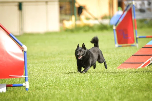Собака Бегает Парке Ловкости Собачьей Прогулке Учит Новым Вещам Конкуренции — стоковое фото