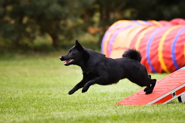 Hund Läuft Agility Park Auf Hundeausflug Sie Lehrt Neues Für — Stockfoto