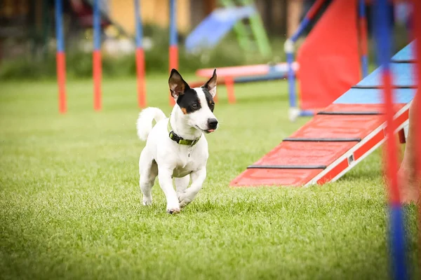 Köpek Köpek Gezintisinde Çeviklik Parkında Koşuyor Rekabet Için Yeni Şeyler — Stok fotoğraf