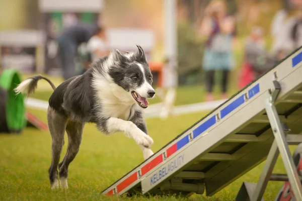 Hond Loopt Agility Zie Zaag Ongelooflijk Behendig — Stockfoto