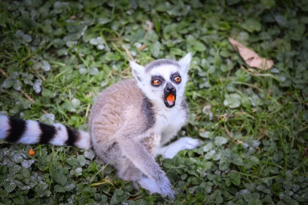 Lemur Kata Eating Fruit Whitch Found Floor —  Fotos de Stock