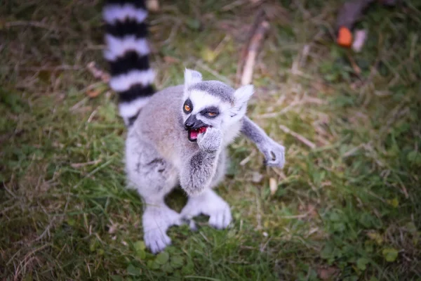 Lemur Kata Mange Des Fruits Fouet Trouvé Sur Sol — Photo