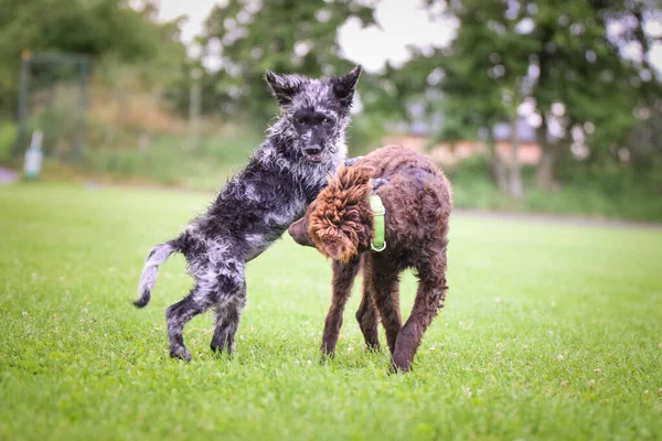 stock image Dogs are playing outside in the grass. He is so crazy dog on trip.