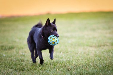 Köpek antrenman yapıyor. Dışarıda, çimlerin üzerinde oynuyorlar. O çok çılgın bir köpek..