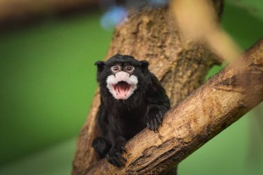 marmoset is sitting on the branch on the tree in his habitat.