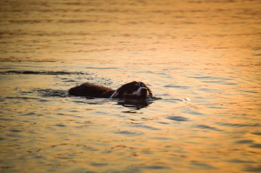 Sınır çobanı denizden çıkıyor. Islak köpek ağzında sopayla