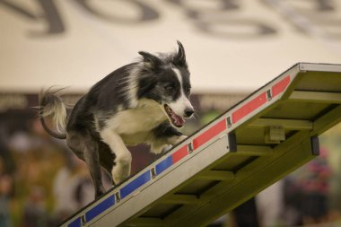 Köpek çeviklik testere ile koşuyor. Çeviklik konusunda inanılmaz bir köpek..