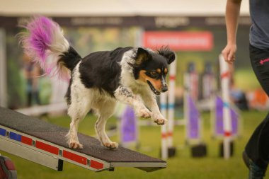 Köpek çeviklik testere ile koşuyor. Çeviklik konusunda inanılmaz bir köpek..