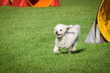Köpek antrenman yapıyor. Dışarıda, çimlerin üzerinde oynuyorlar. O çok çılgın bir köpek..