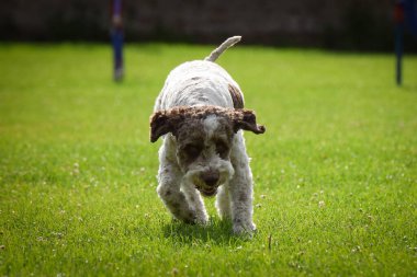 Köpek antrenman yapıyor. Dışarıda, çimlerin üzerinde oynuyorlar. O çok çılgın bir köpek..