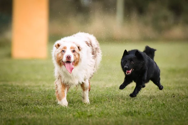 犬は草の中で遊んでいる 彼は旅行中のとてもクレイジー犬です — ストック写真