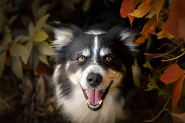 Jesienny Portret Granicznego Collie Liściach Jest Taki Słodki Liściach Taką — Zdjęcie stockowe