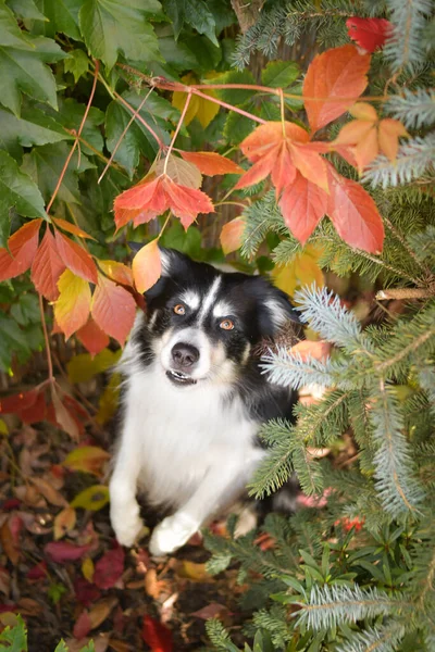 Jesienny Portret Granicznego Collie Liściach Jest Taki Słodki Liściach Taką — Zdjęcie stockowe