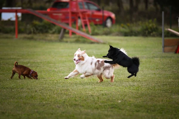 Cani Stanno Giocando Fuori Nell Erba Cane Pazzo Viaggio — Foto Stock