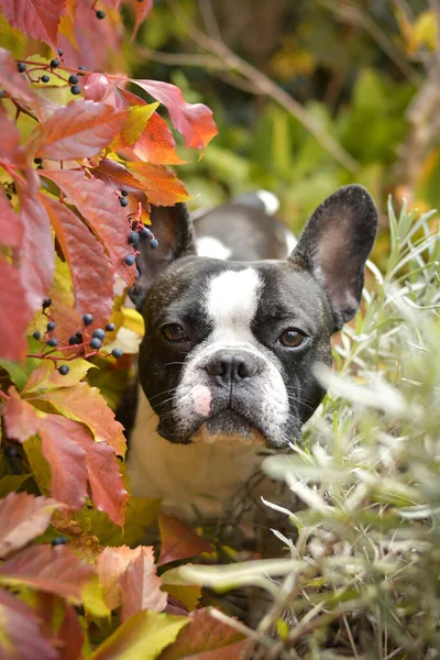Autumn portrait of french buldog. He is so cute in the leaves. He has so lovely face.Autumn portrait of french buldog. He is so cute in the leaves. He has so lovely face.