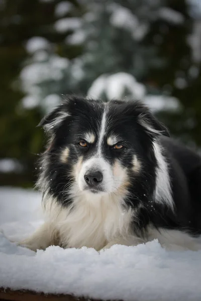 Border collie is standing in the snow. Winter fun in the snow.
