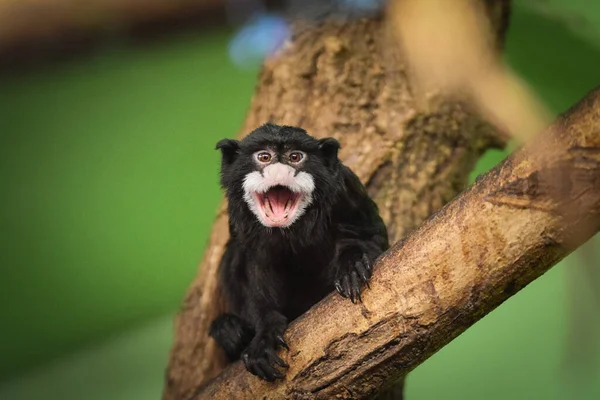마모셋은 서식지에 가지에 — 스톡 사진