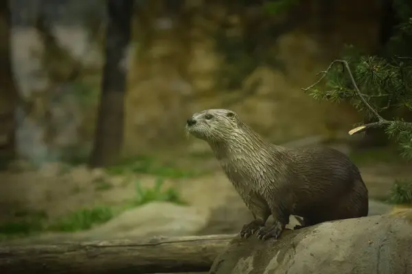 Otter Zijn Omheining Zomer Dierentuin Otter Het Zwemmen — Stockfoto
